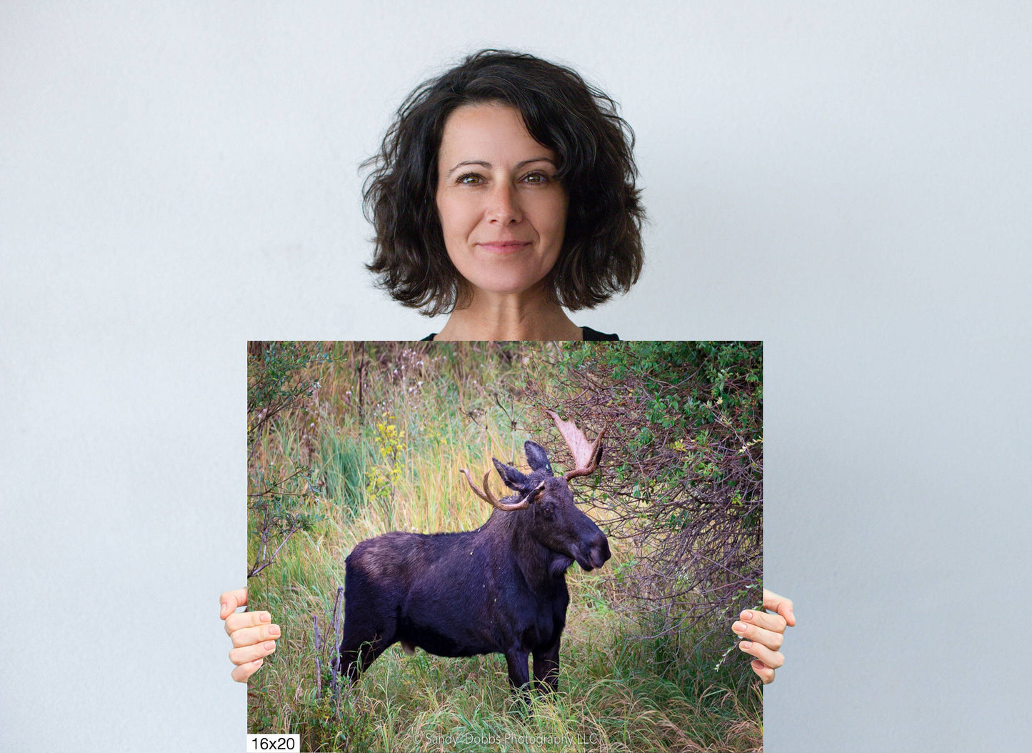 Bull Moose, Rocky Mountain National Park, Moose Canvas Art, Wildlife Wall Photography, Colorado Canvas Wall Art,  Fine Art Animal Prints