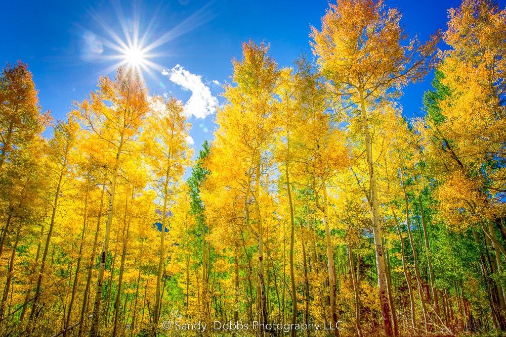 Colorado Golden Aspens, Autumn Aspens Photo, Nature Canvas Print, Rocky Mountain Landscape, Large Canvas Wall Art, Colorado Photography