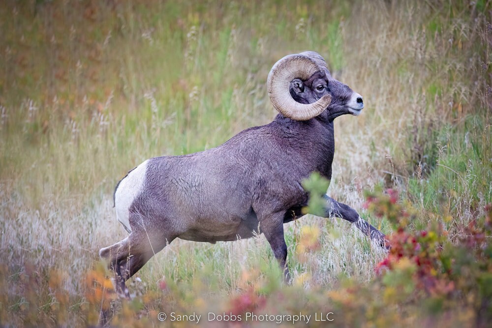 Big Horn Ram Running, Wildlife Wall Canvas, Rocky Mountain National Park, Colorado Art Prints, Decor for Home and Office, Original Photo