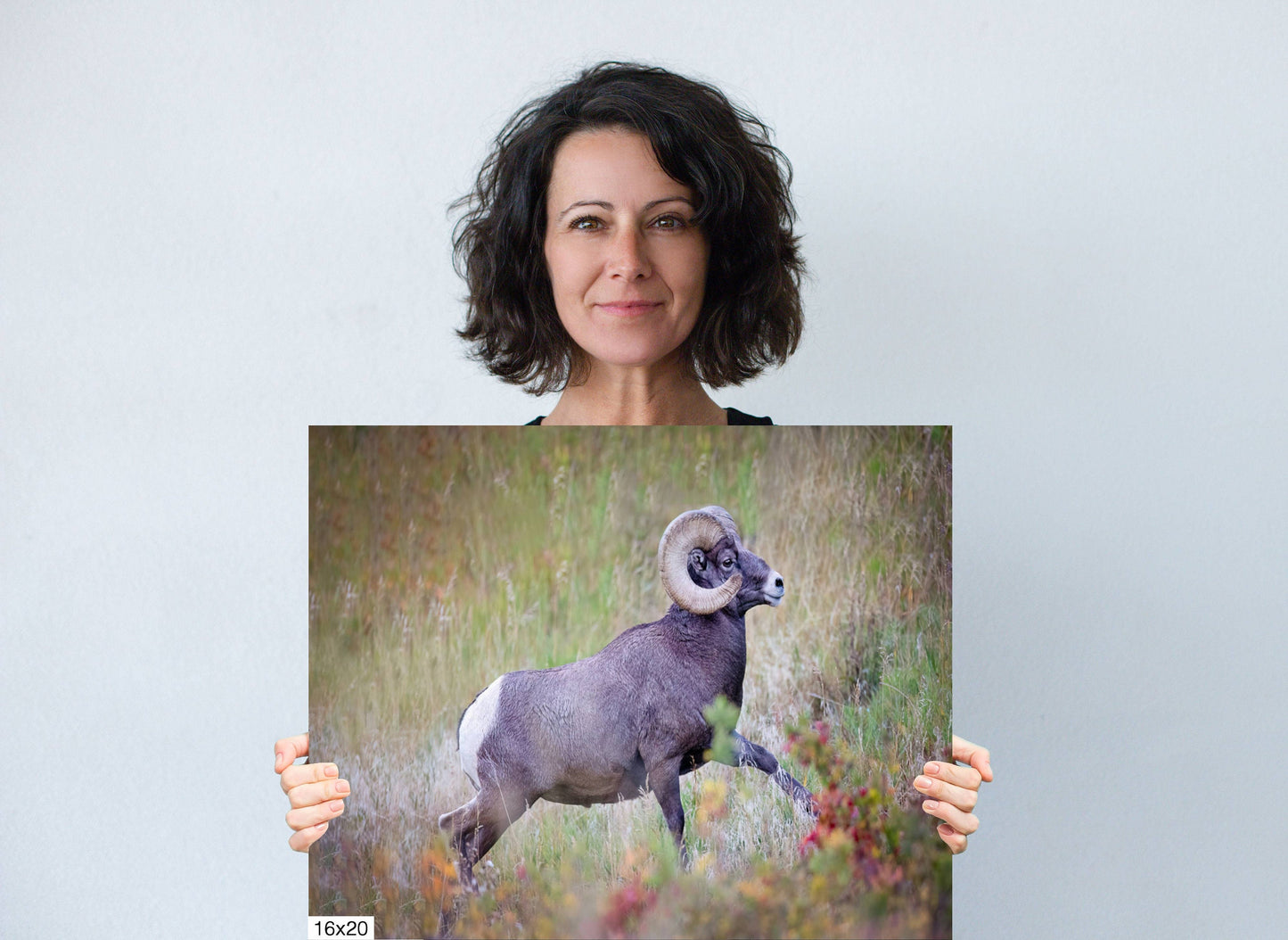 Big Horn Ram Running, Wildlife Wall Canvas, Rocky Mountain National Park, Colorado Art Prints, Decor for Home and Office, Original Photo