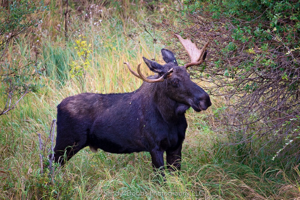 Big bull moose standing in bushes in Rocky Mountain National Park, in Colorado. Fine art wildlife photography available in prints or canvases.