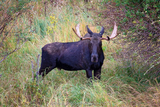 Large Bull moose standing in creek bed. Photo by Sandy Dobbs. Available as fine art print or large canvas