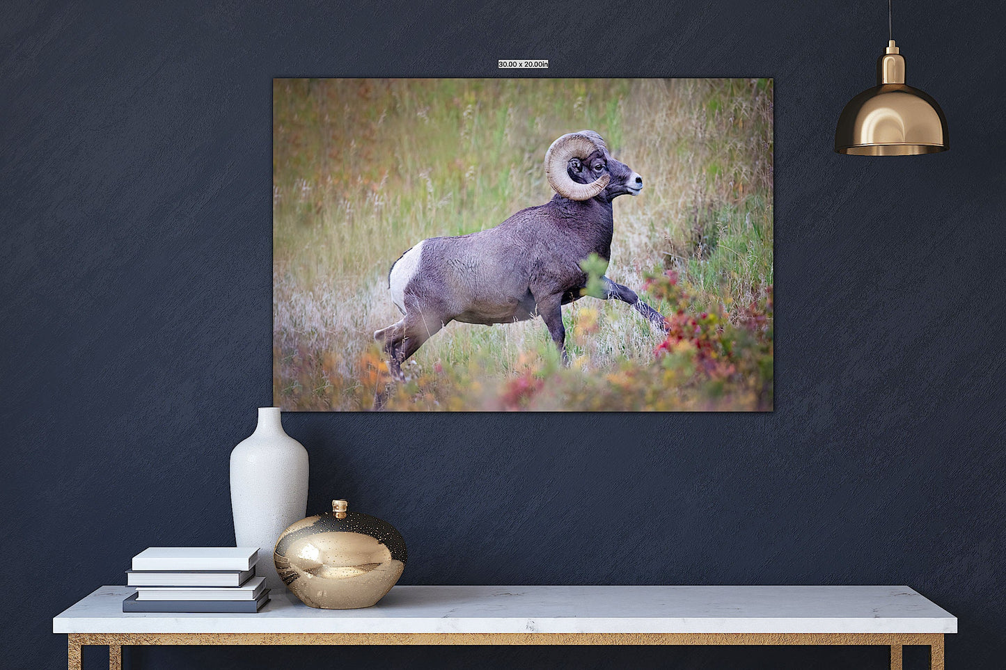 Big Horn Ram Running, Wildlife Wall Canvas, Rocky Mountain National Park, Colorado Art Prints, Decor for Home and Office, Original Photo