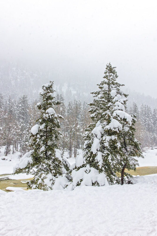 Snowy Landscape Photo, Snowy Winter Landscape Canvas, Dreamy Winter Trees, Colorado Winter Print, Rocky Mountain Scenery, Winter Storm Art