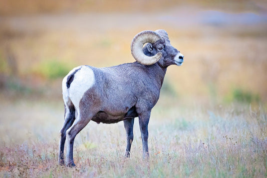 Big Horn Ram at Sheep's Lake, Wildlife Wall Canvas, Rocky Mountain National Park, Colorado Art Prints, Decor for Home and Office, Original