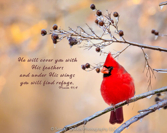 Bright red cardinal on frozen branch. With Psalm 91:4 Scripture verse. Available in prints or canvases.