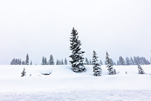 Snowy Landscape Photo, Dreamy Winter Trees, Snowy Winter Landscape Canvas, Colorado Winter Print, Rocky Mountain Scenery, Winter Storm Art
