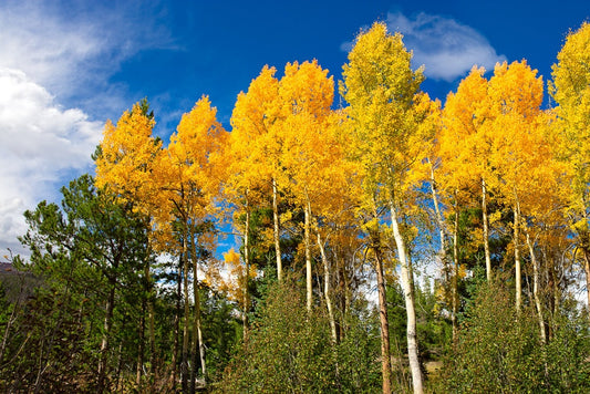 Colorado Golden Aspens Photo, Autumn Aspens, Nature Canvas Print, Rocky Mountain Landscape, Large Canvas Wall Art, Colorado Photography