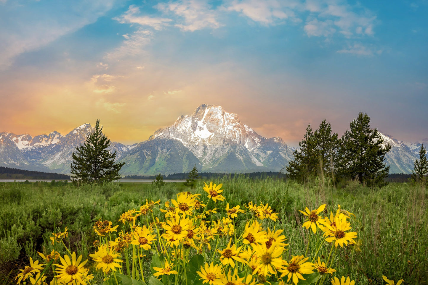 Grand Teton National Park, Sunflowers Sunrise Photo, Photography Landscape Print, Wyoming Canvas Wall Art Prints, Wyoming Mountain, Mt Moran