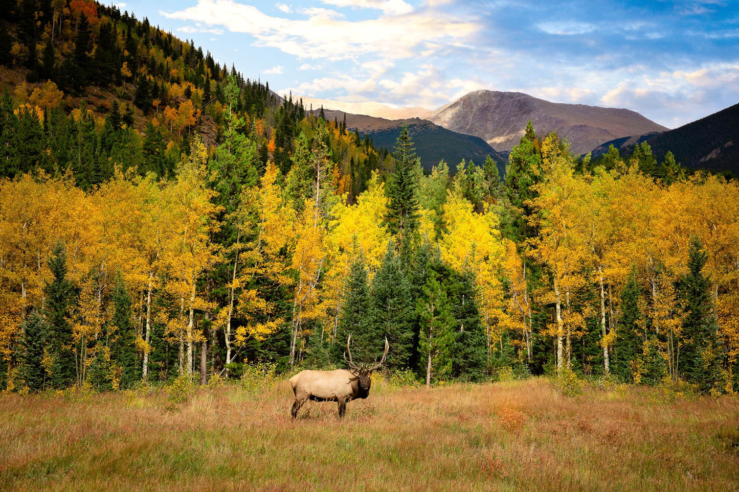 Rocky Mountain National Park, Bull Elk and Fall Aspen Trees, Wildlife Wall Canvas, Colorado Canvas Art Prints, Elk Photography