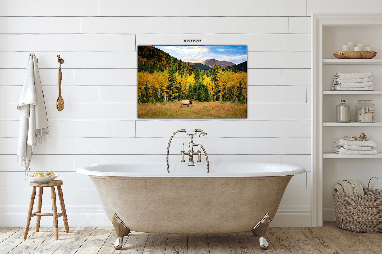 Rocky Mountain National Park, Bull Elk and Fall Aspen Trees, Wildlife Wall Canvas, Colorado Canvas Art Prints, Elk Photography