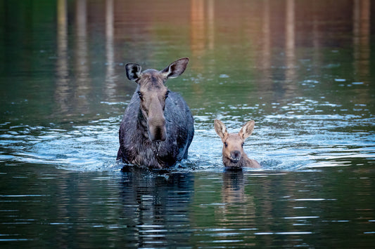 Moose Cow and Calf Photo, Rocky Mountain National Park, Colorado Canvas Wall Art Prints, Original Wildlife Photography, Canvas Decor