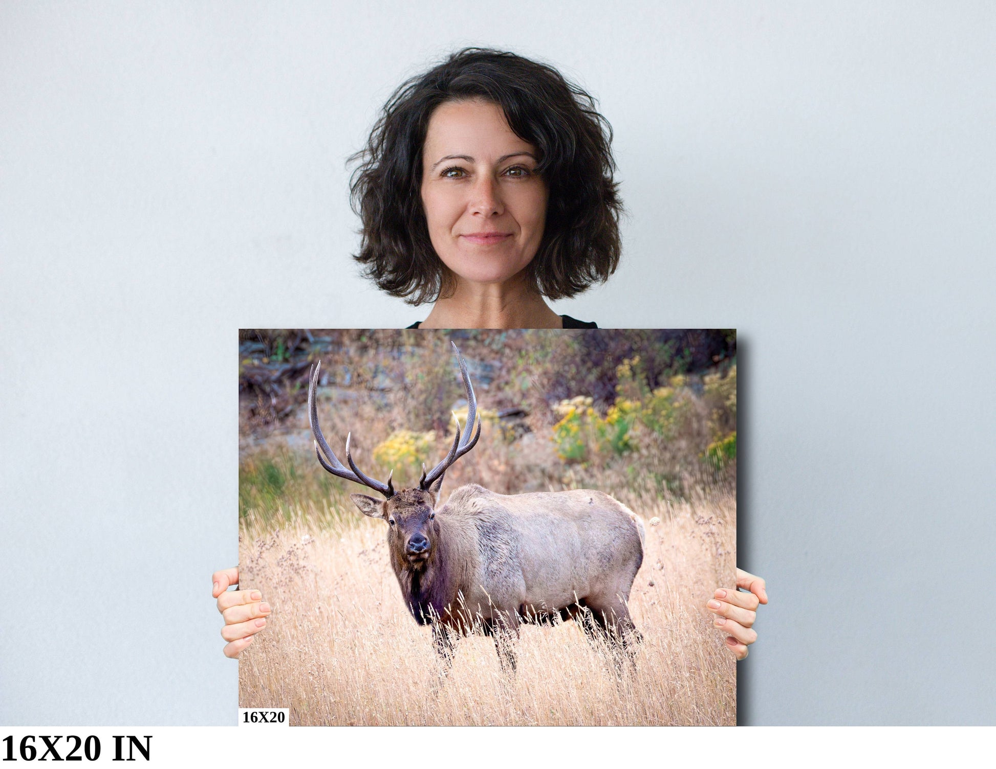 Bull Elk Photo, Wildlife Wall Canvas, Rocky Mountain National Park, Colorado Art Prints, Elk Photography, Fine Art, Made in the USA