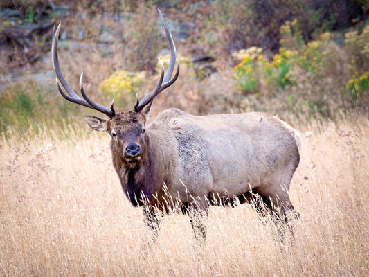 Bull Elk Photo, Wildlife Wall Canvas, Rocky Mountain National Park, Colorado Art Prints, Elk Photography, Fine Art, Made in the USA