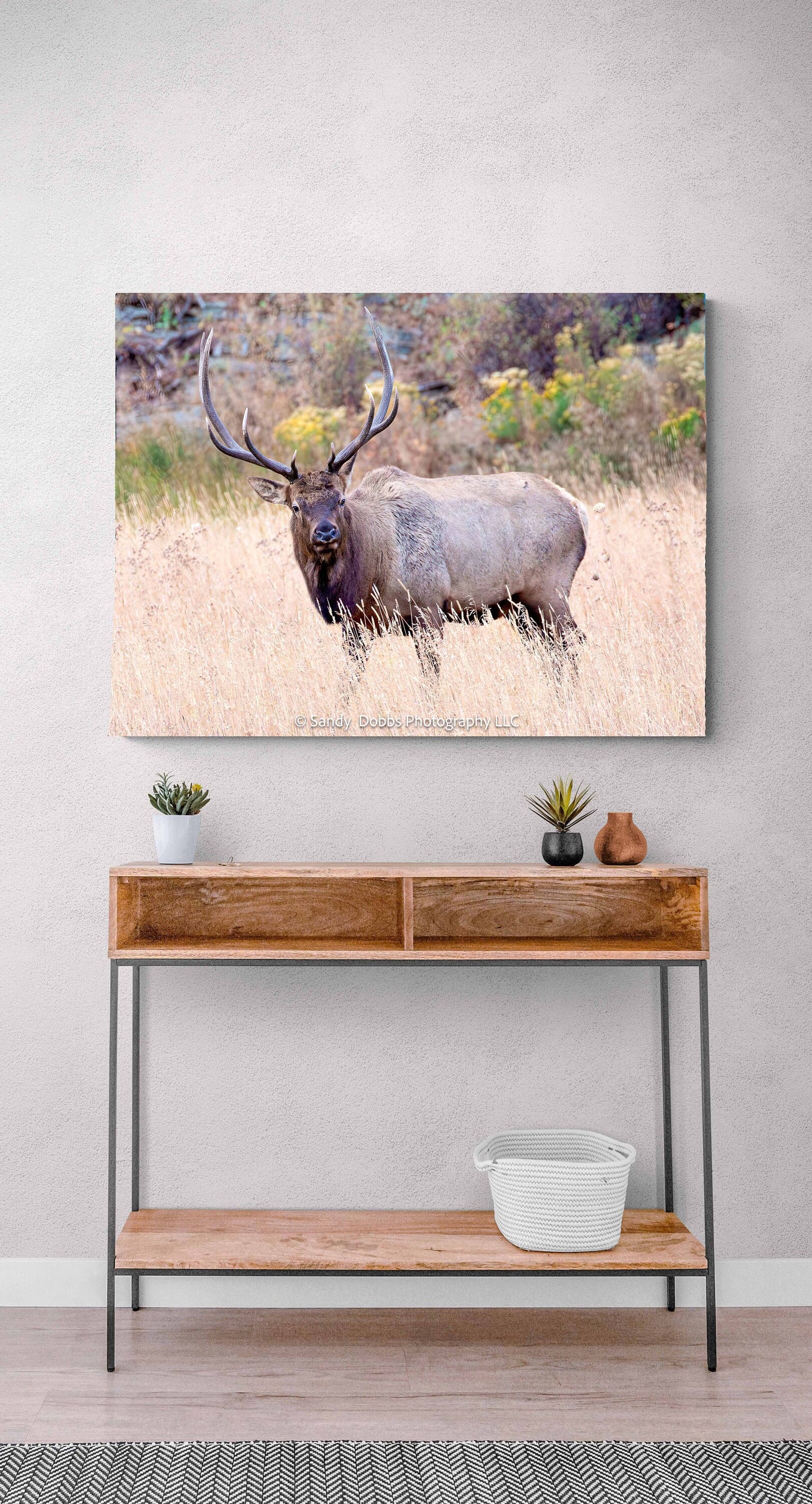 Bull Elk Photo, Wildlife Wall Canvas, Rocky Mountain National Park, Colorado Art Prints, Elk Photography, Fine Art, Made in the USA