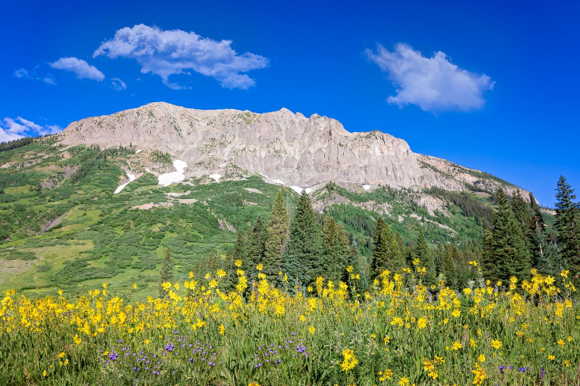 Crested Butte Colorado Mountain Wildflowers Photo, Photography Landscape Canvas Wall Art Print, Large Original Fine Art Decor Home or Office