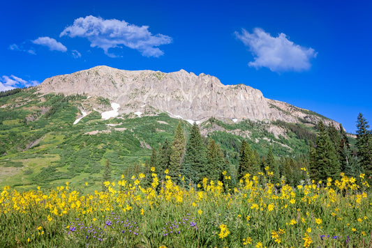 Crested Butte Colorado Mountain Wildflowers Photo, Photography Landscape Canvas Wall Art Print, Large Original Fine Art Decor Home or Office