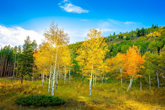 Colorado Golden Aspens Rocky Mountain NationalPark, Autumn Aspens Photo, Nature Canvas Print, Landscape Photography, Large Canvas Wall Art