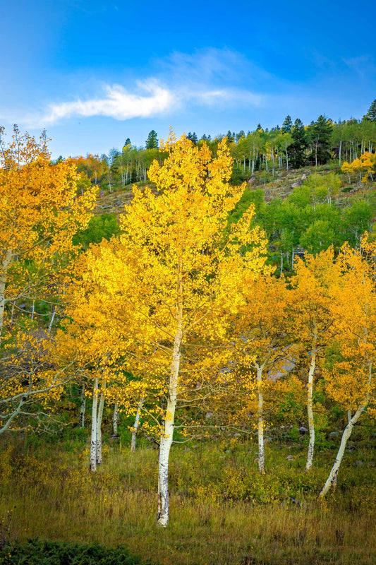 Beautiful golden aspen in Rock Mountain National Park with blue sky