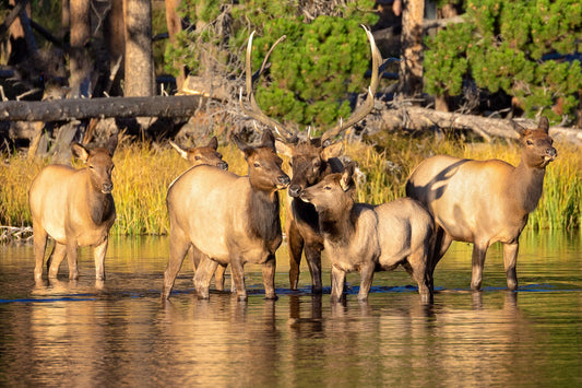 Bull Elk Herd in Water Photo, Wildlife Wall Canvas, Rocky Mountain National Park, Colorado Canvas Art Prints, Elk Photography, Made in USA