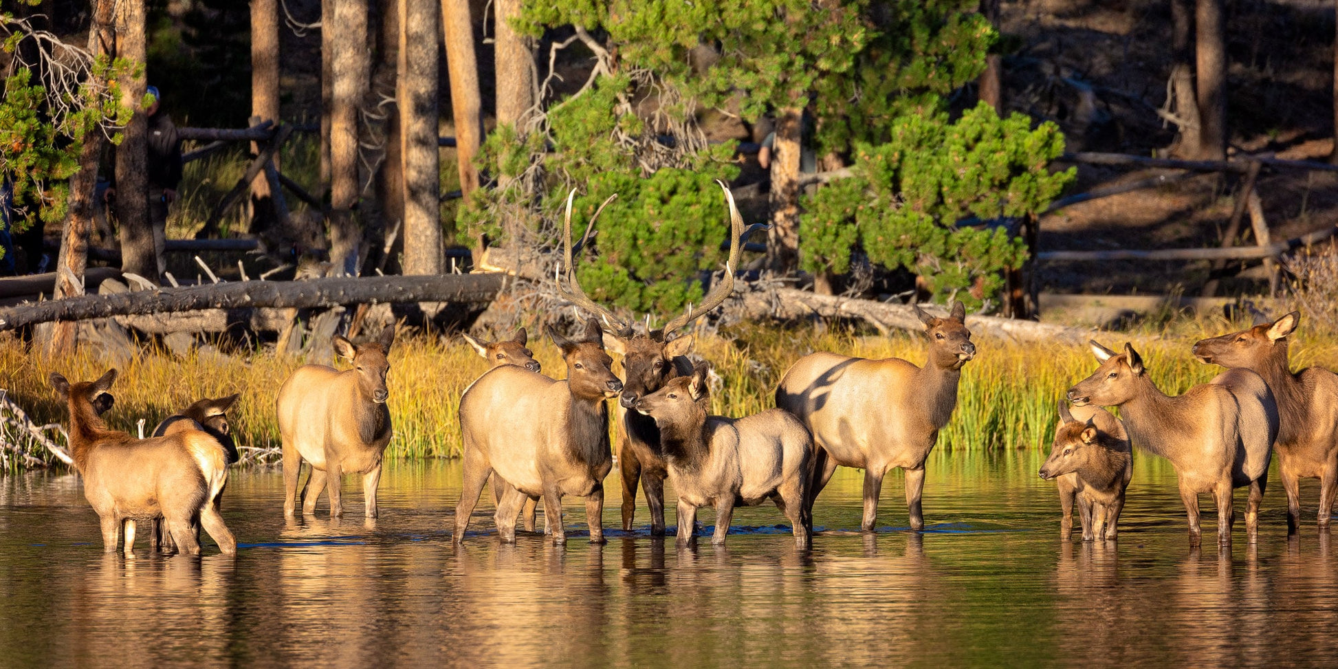 Bull Elk Herd in Water Photo, Wildlife Wall Canvas, Rocky Mountain National Park, Colorado Canvas Art Prints, Elk Photography, Made in USA