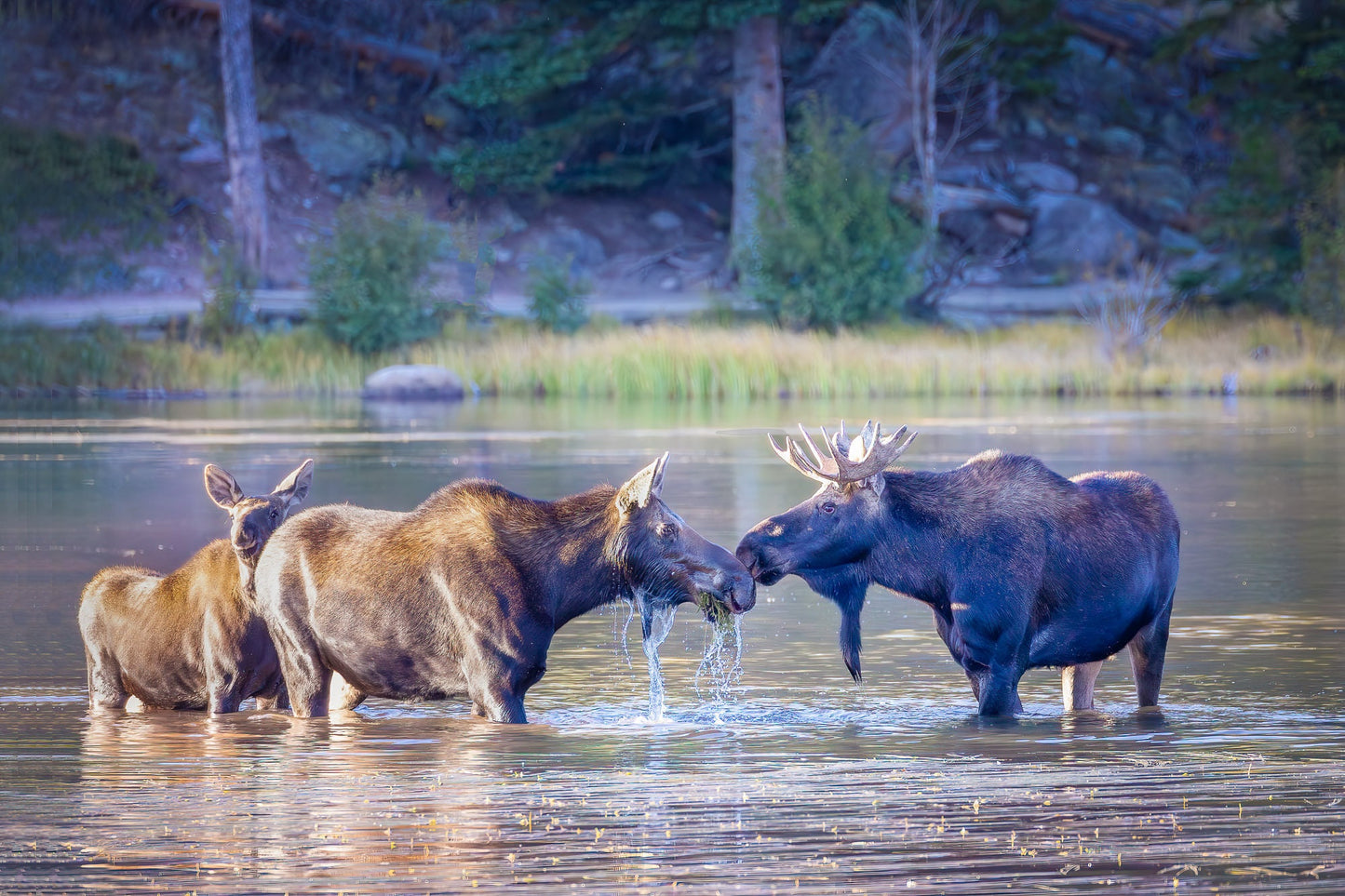 Moose Family Photo, Rocky Mountain National Park, Wildlife Wall Canvas, Colorado Nature Photography Canvas Art Prints, Made in the USA