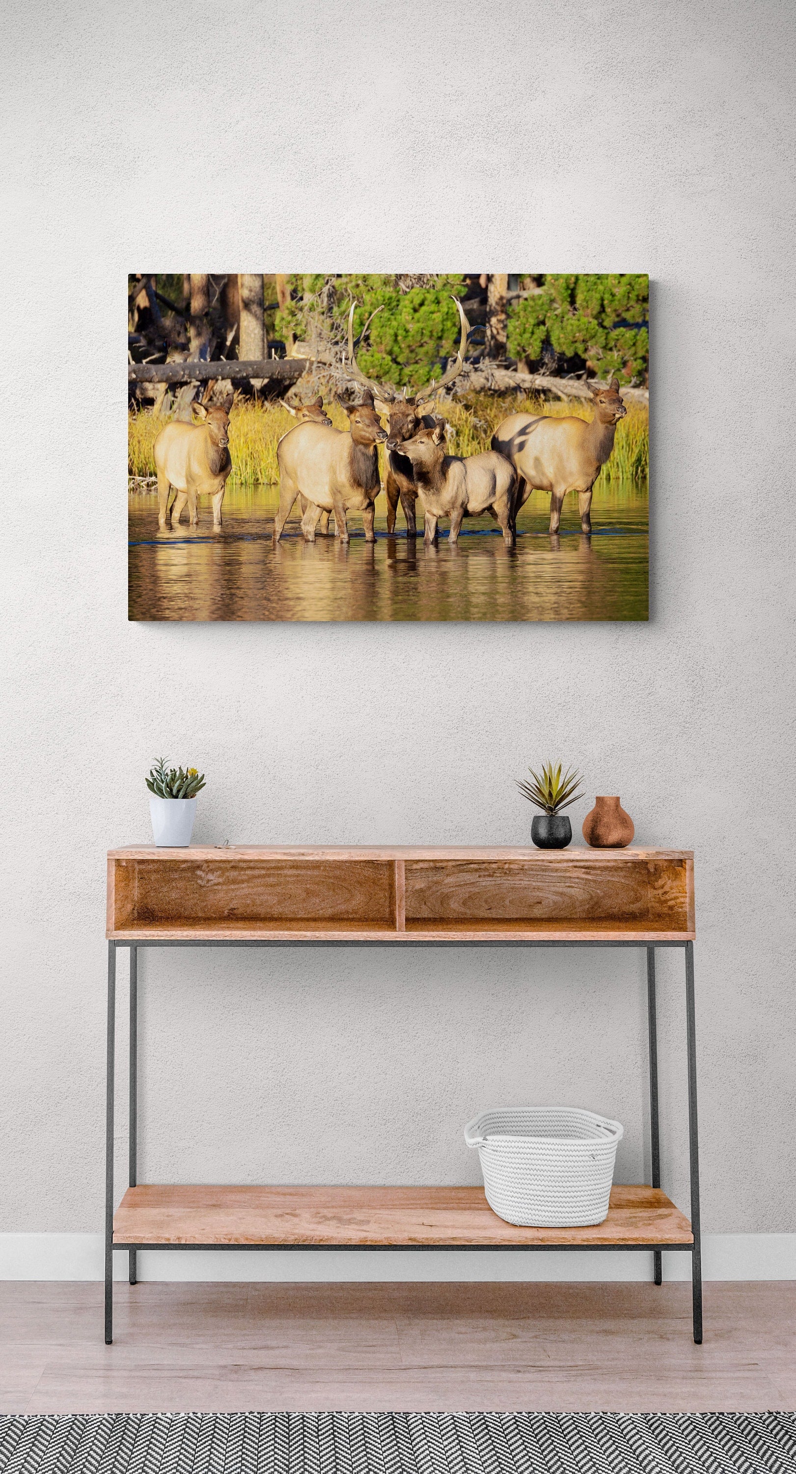 Bull Elk Herd in Water Photo, Wildlife Wall Canvas, Rocky Mountain National Park, Colorado Canvas Art Prints, Elk Photography, Made in USA