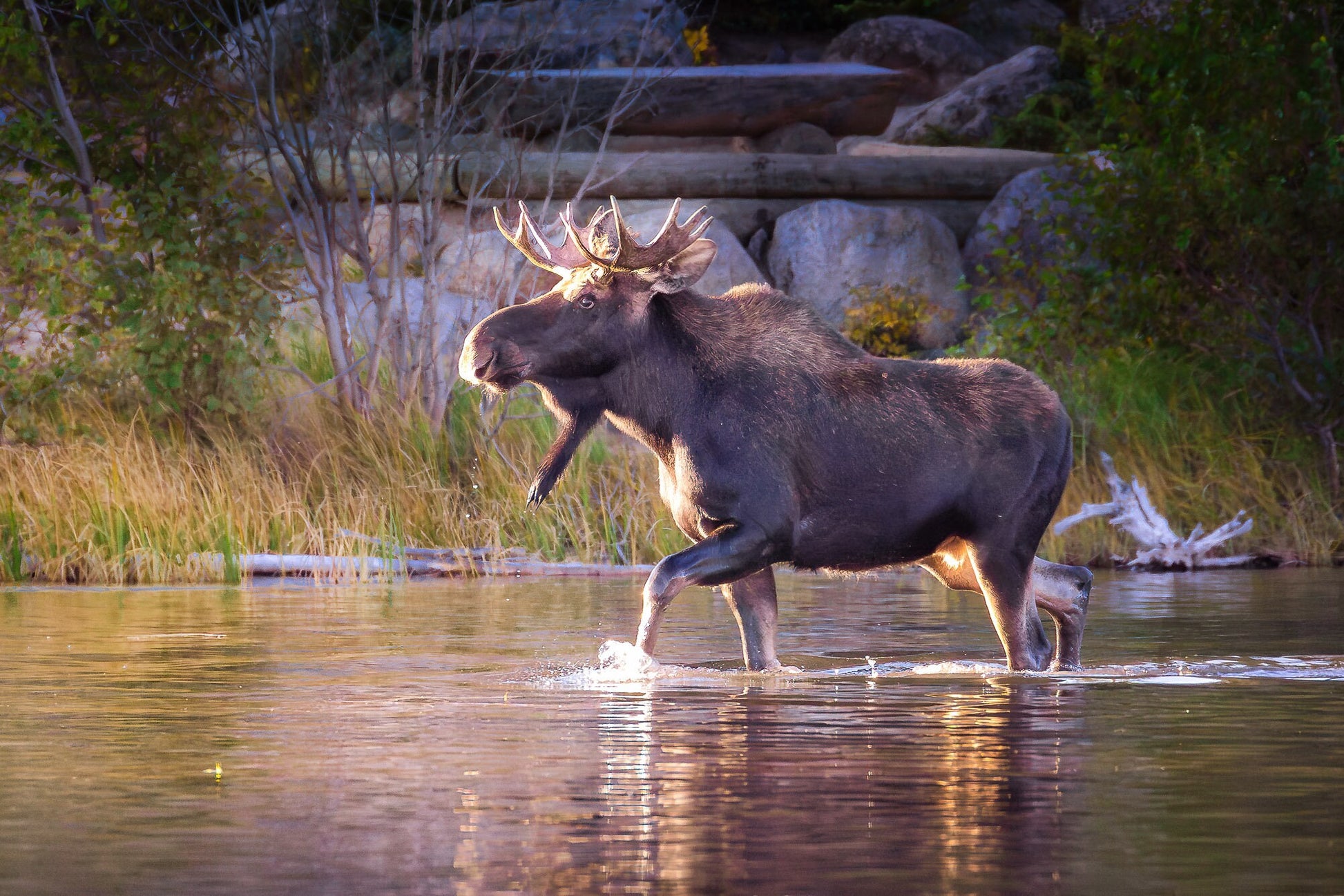 Bull Moose Wildlife Wall Canvas, Rocky Mountain National Park, Colorado Art Prints, Moose Photography, Original, Made in the USA