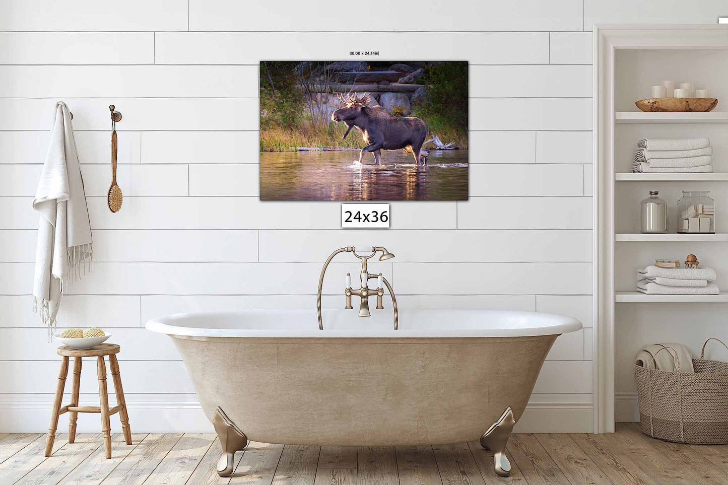 Bull Moose Wildlife Wall Canvas, Rocky Mountain National Park, Colorado Art Prints, Moose Photography, Original, Made in the USA