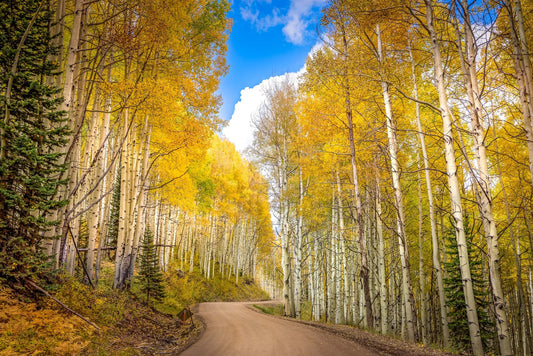 Aspen Tree Autumn Photography, Colorado Golden Aspens in golden autumn color, Kebler Pass Crested Butte, Rocky Mountain Landscape, Large Canvas Nature Wall Art