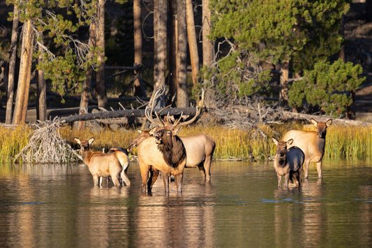 Bull Elk Bugling in Water Photo, Wildlife Wall Canvas, Rocky Mountain National Park, Colorado Canvas Art Prints, Elk Photography