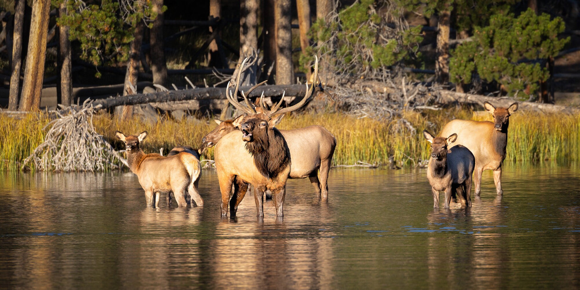 Bull Elk Bugling in Water Photo, Wildlife Wall Canvas, Rocky Mountain National Park, Colorado Canvas Art Prints, Elk Photography