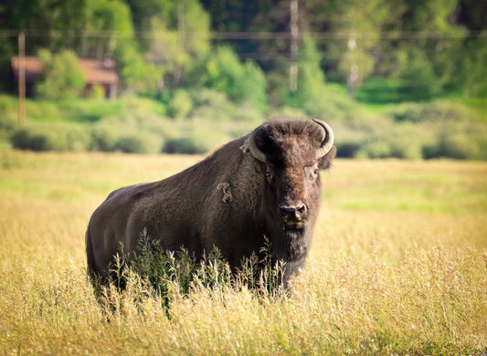 Buffalo Bison Photograph Canvas Print, Yellowstone National Park Wildlife Photography, Wildlife Wall Art Decor, USA Original Photographer
