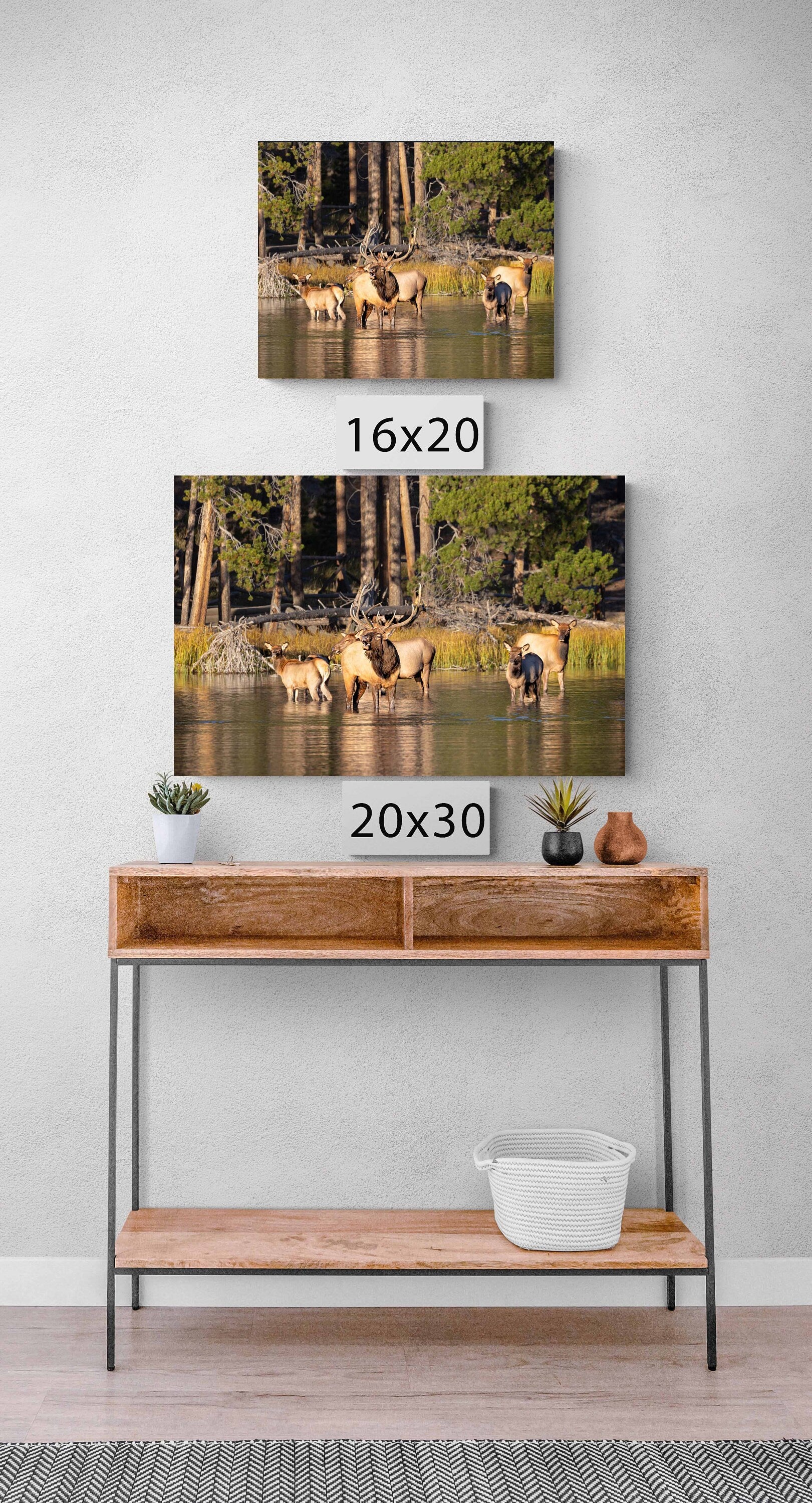 Bull Elk Bugling in Water Photo, Wildlife Wall Canvas, Rocky Mountain National Park, Colorado Canvas Art Prints, Elk Photography