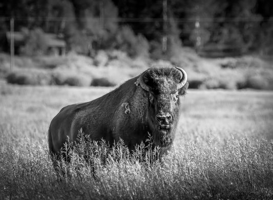 Buffalo Wall Art Sepia Print, Bison Black and White Photo, Yellowstone National Park Wildlife Photography, Wildlife Canvas Western Decor