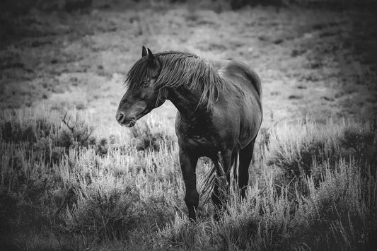 Wild Black Stallion Black White Photo, Mustang Horse Wall Art Print, Wyoming Wildlife Canvas, Cowboy Old West Decor for Home and Office